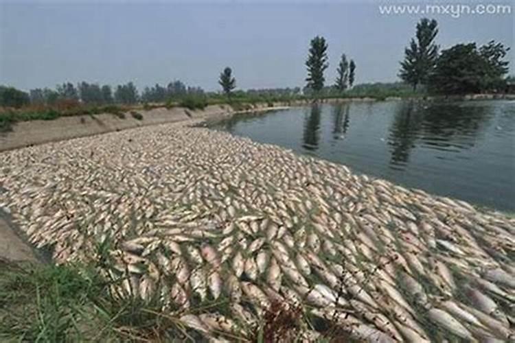梦见鱼死了是什么意思