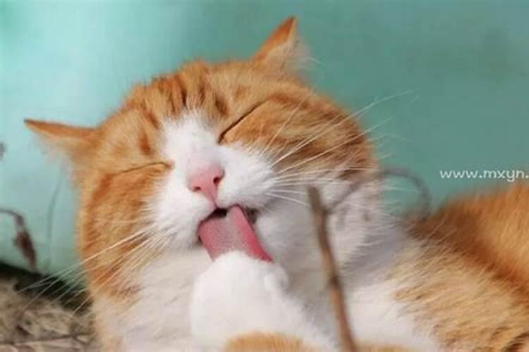 女人梦到猫抓出血是吉兆