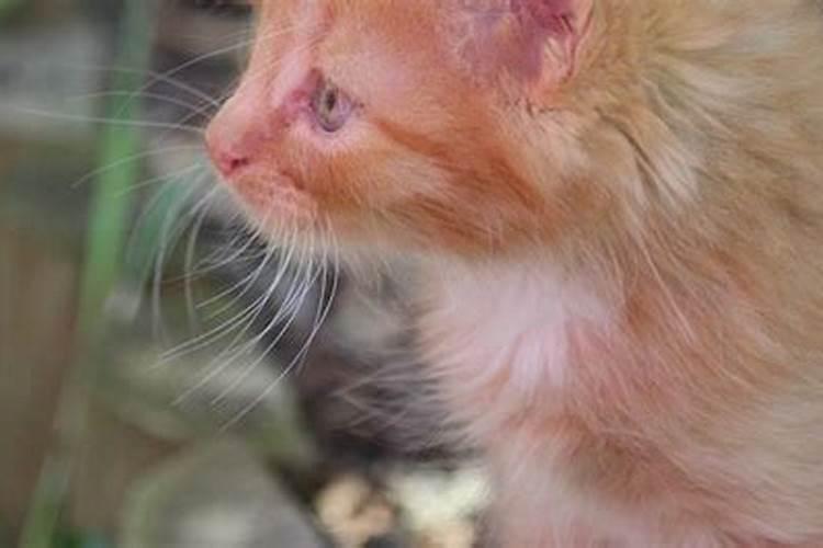 梦到猫抓了我的手,还流了血