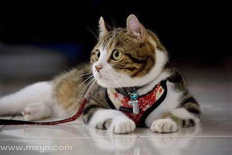 猫在梦里代表什么 猫在梦里代表什么意思