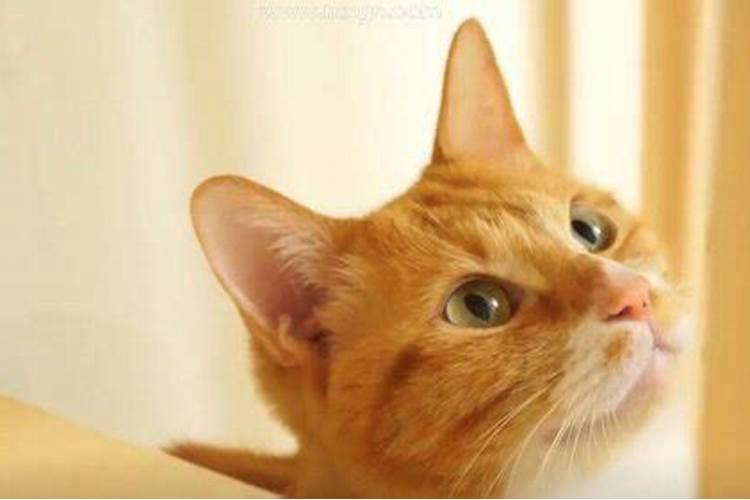 梦见打死猫流了很多血的预兆