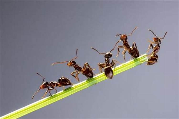 梦见成群的蚂蚁的预兆