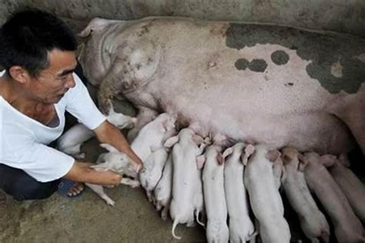梦见猪和狗是什么意思？