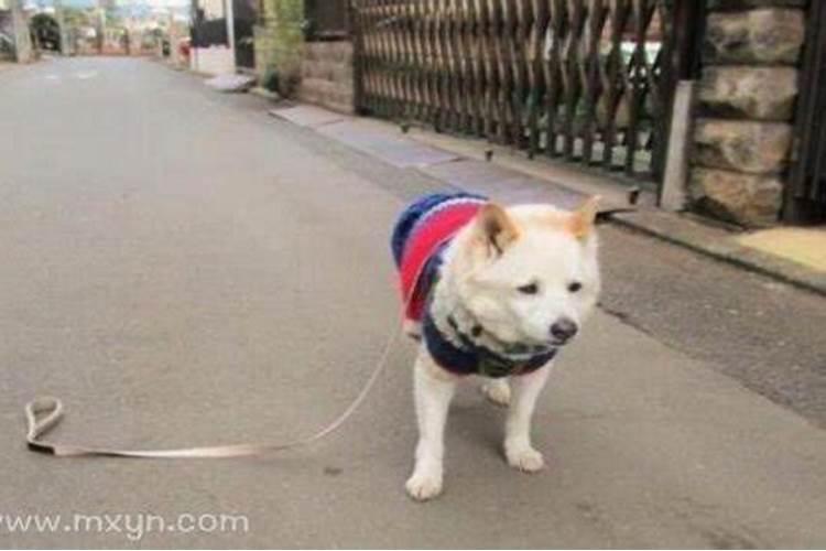梦见狗丢了什么意思 梦到狗丢了