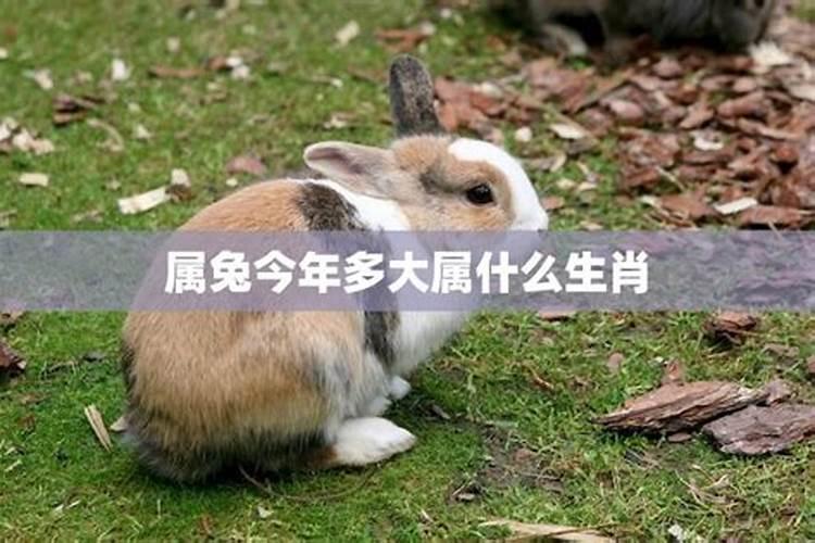 2025属兔人每月运势及运程如何 属兔人2025年运势