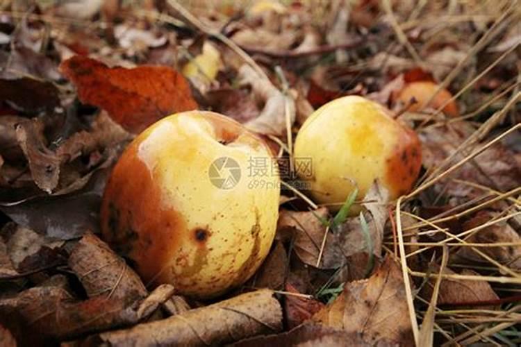 梦见从树上摇下青枣