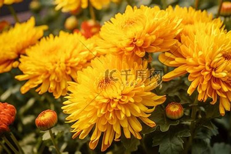 菊花与重阳节的关系 重阳节习俗之赏菊