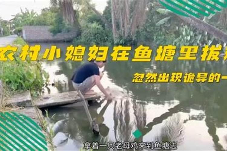 梦见自己鱼塘的鱼被别人抓了并分给我一半？