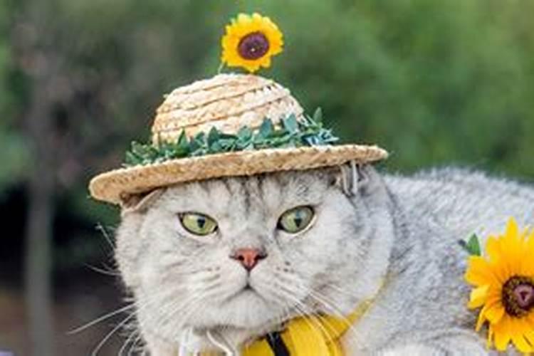 梦到家里来了很多猫,什么意思呢？