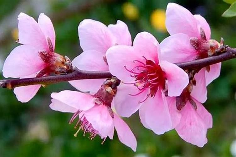 家里放什么花招桃花 家里招桃花的花是什么