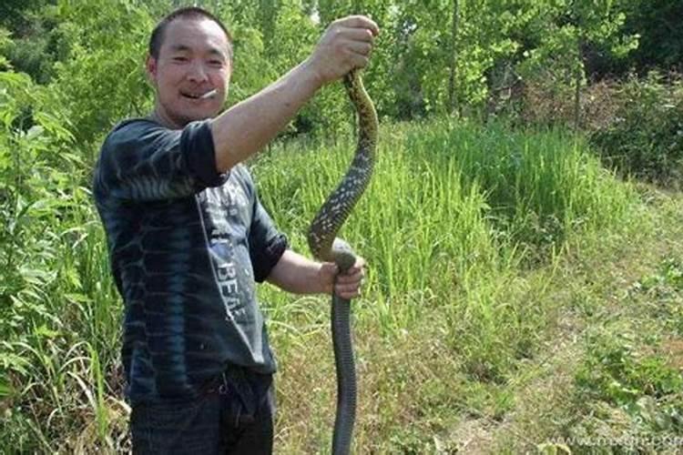 男人梦见抓蛇预示着什么