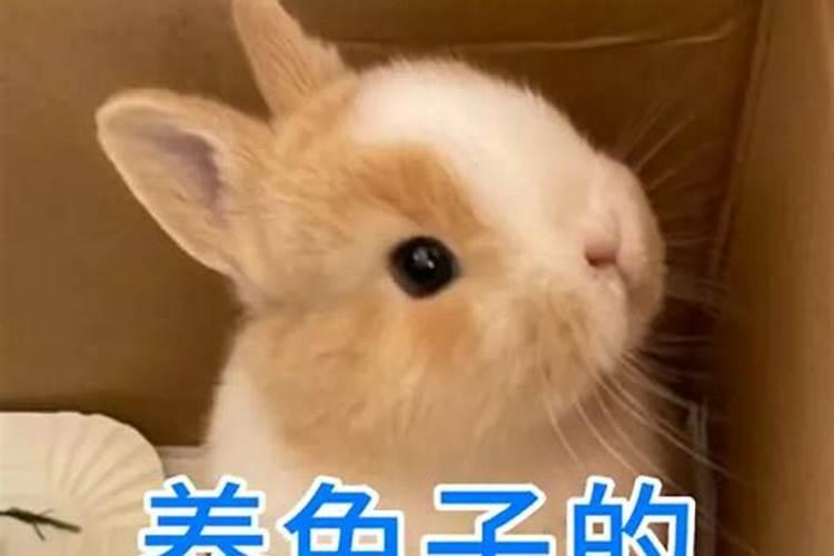 腊月兔出生的是什么命运