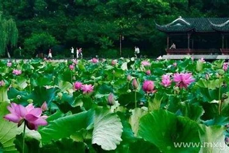 梦见荷花是胎梦吗是什么意思