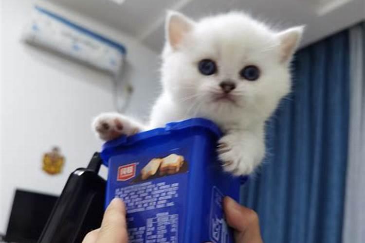 梦见猫生了一窝小猫