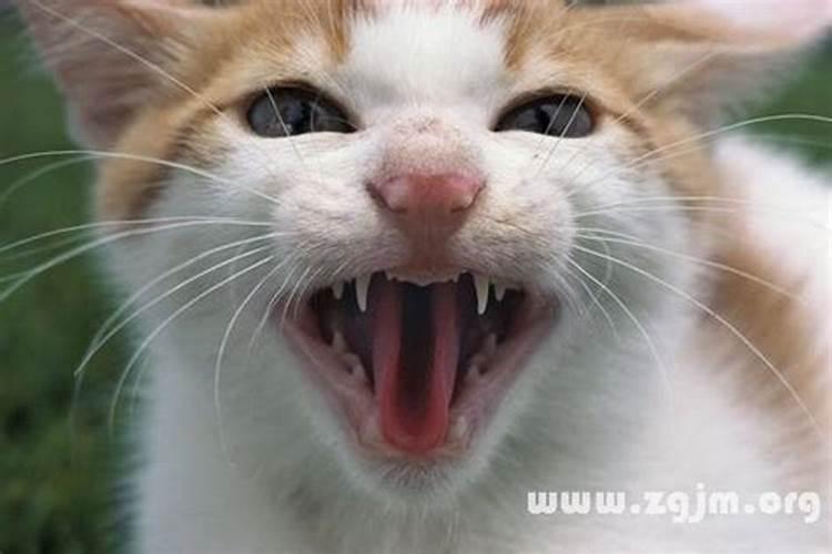 梦见猫的嘴被撕裂
