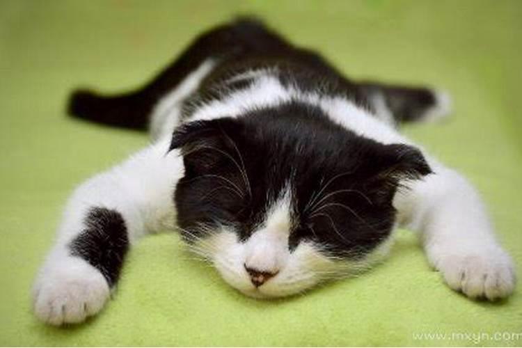 女人梦见死猫要发财