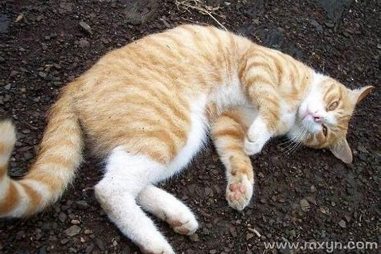 梦见有一直猫很凶的预兆