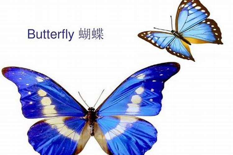 去世的人是不是会变成蝴蝶的？
