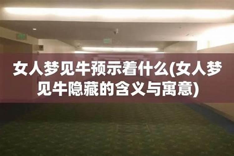 女人梦见牛最准的预兆