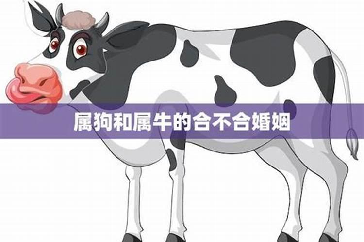 属牛和属狗合婚吗？