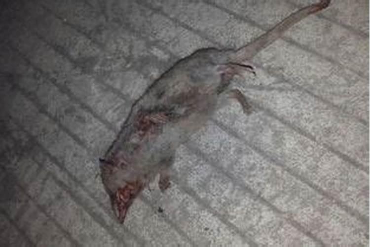 梦见死的老鼠又活了的预兆