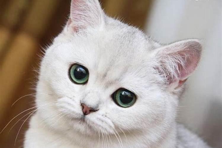 梦见猫入怀的预兆