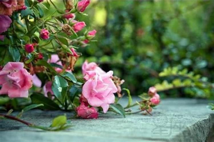 梦见没摘到鲜花