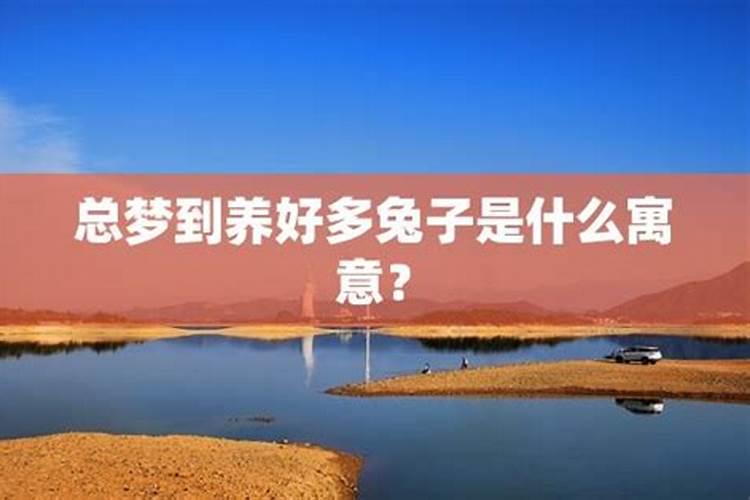 梦见家里养了好多兔子的预兆
