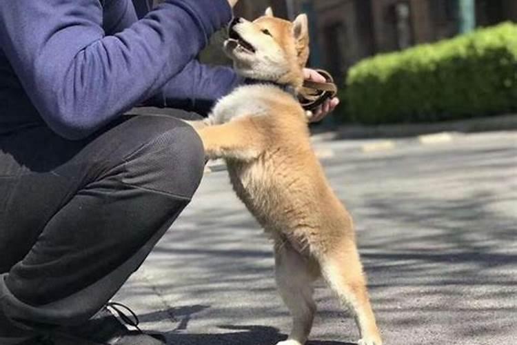 梦见狗摔死了的预兆
