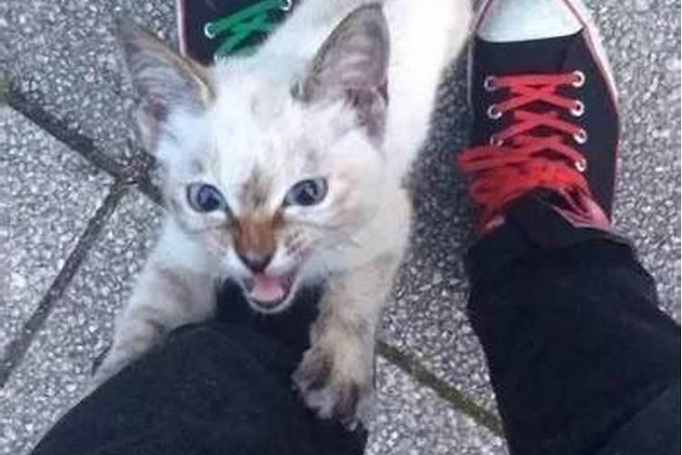 梦见过年回家路上遇见猫