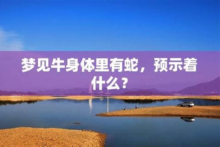 梦见牛在水里