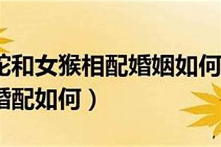 属猴男和属蛇女的婚姻相配吗 属猴男与属蛇女婚姻相配吗