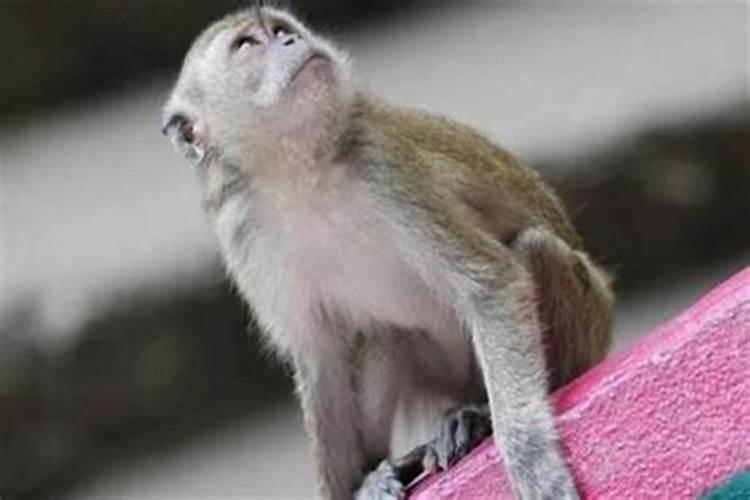 68年生肖猴运程如何