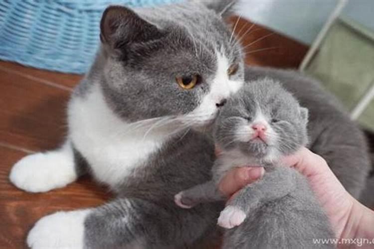 梦见猫往身上扑是什么意思