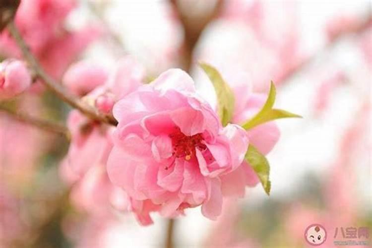 什么是烂桃花缠身