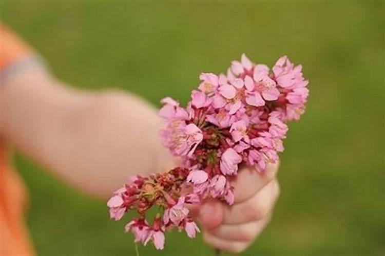 烂桃花是什么意思？