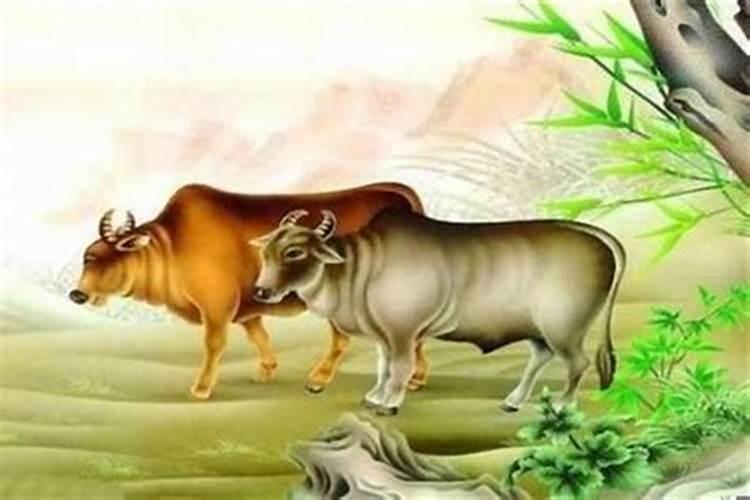 属牛几点出生最好哪天出生最好
