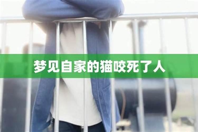 梦见猫咬死猫
