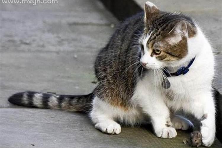 梦见猫变老鼠