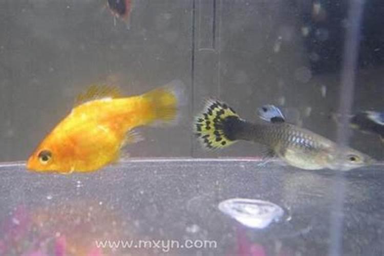 梦见鱼缸里鱼死了的预兆