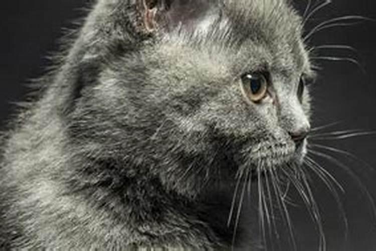 梦见猫和老鼠在一起周公解梦