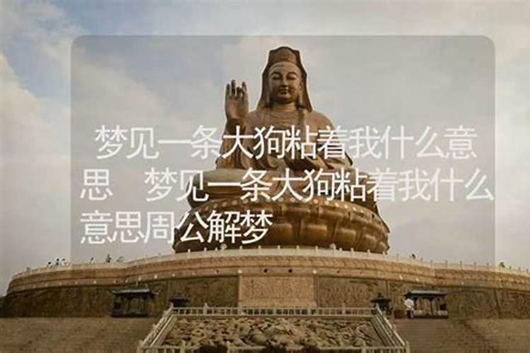 梦见一条狗的预兆