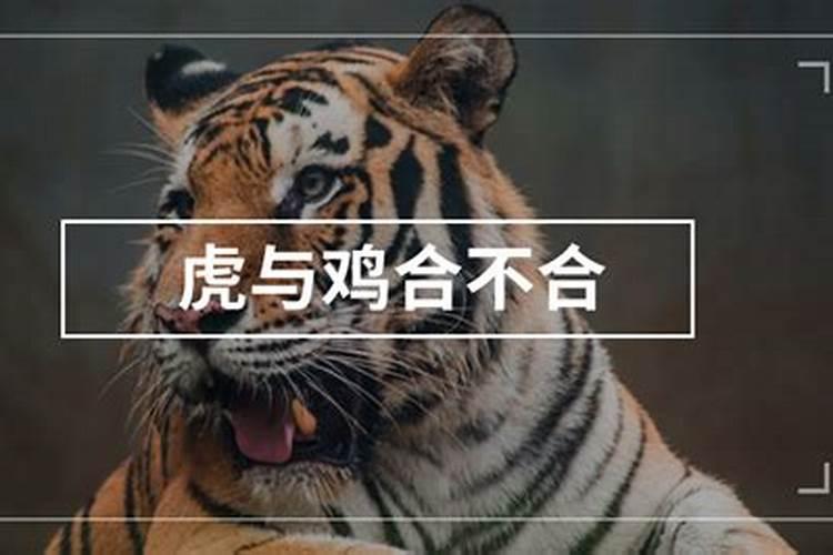 1986年的和1993年的人配吗