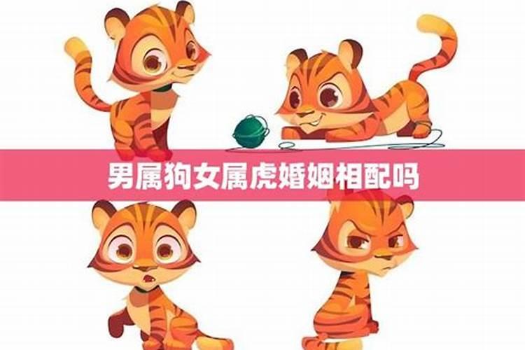 属狗男人和属虎女人相配吗