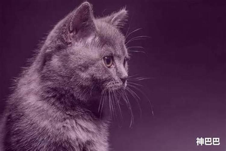 孕妇梦到猫预示什么？