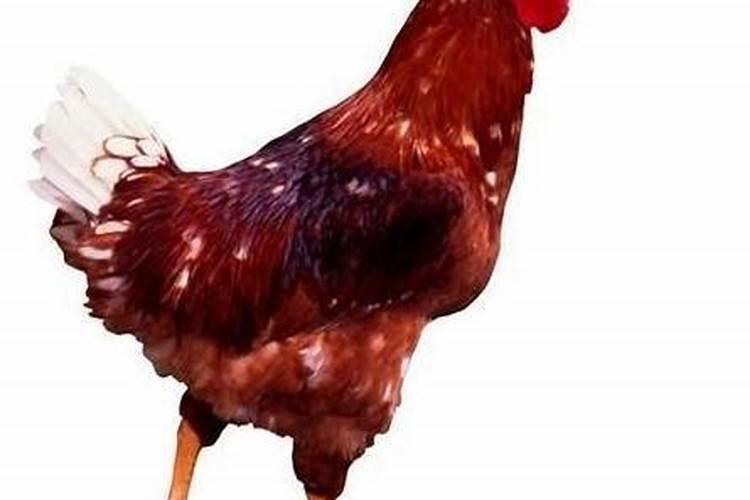 梦见两只大公鸡是什么意思？