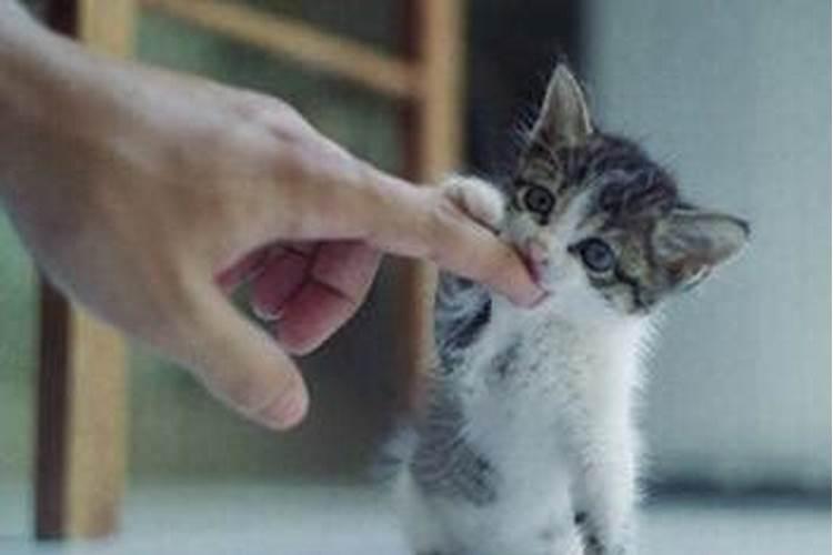 梦见被三只猫咬的预兆