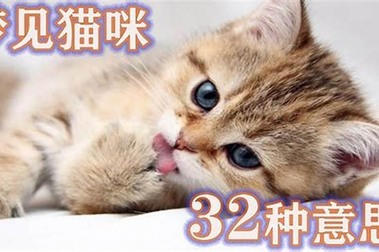 白羊座男生花心还是专一