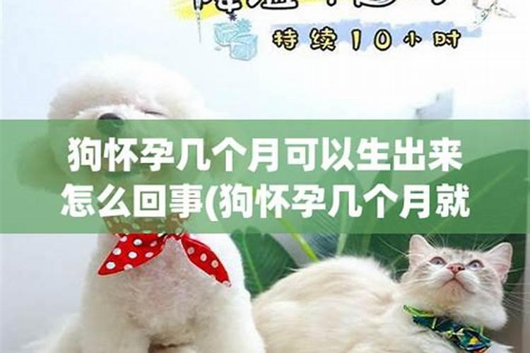 做梦梦到狗后不久就怀孕了是什么预兆