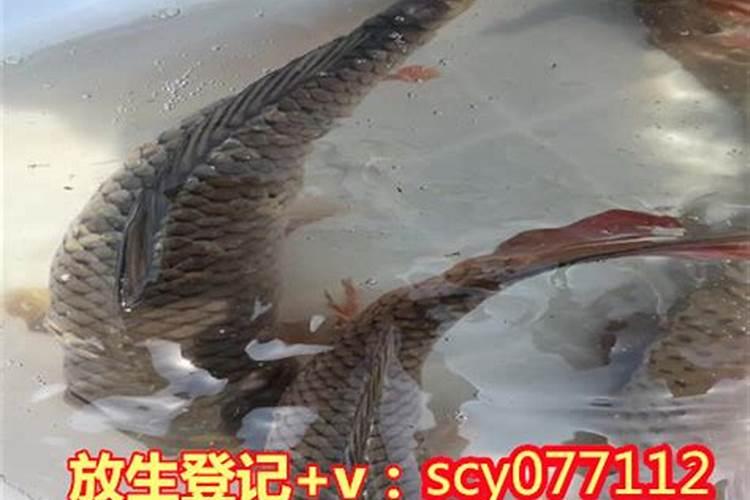 为什么放生只能放七条鱼？